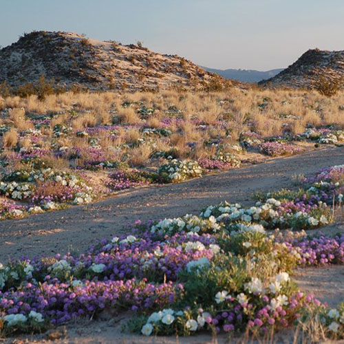 flowers in the Mojave Desert
