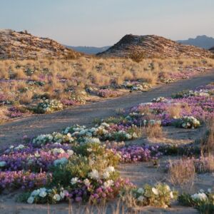 Road through the mojave desert with flowers