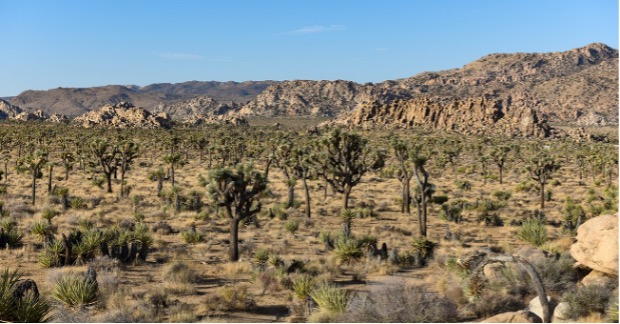 Joshua Tree National Park Image