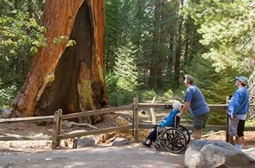 Sequoia National Park Image