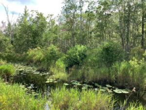 Camp Blanding Wildlife Management Area Image