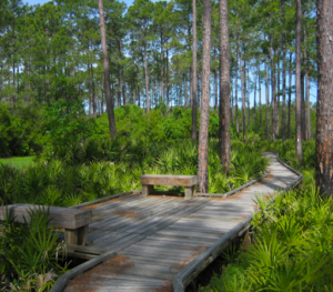 Osceola National Forest Image