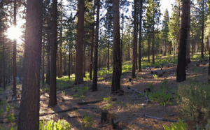Sierra National Forest