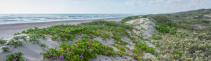 Padre Island National Seashore Image