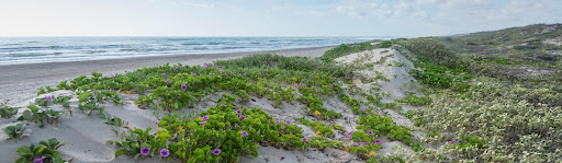 Padre Island National Seashore Image