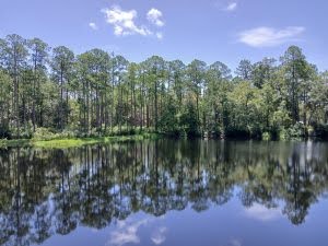 Austin Cary Memorial Forest Image