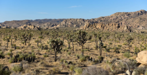 Joshua Tree National Park Image