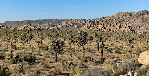 Joshua Tree National Park Image