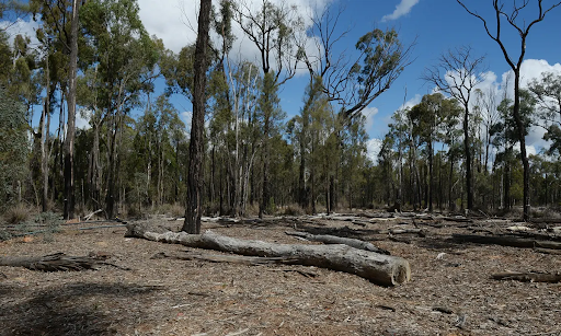 Belanglo State Forest Photo