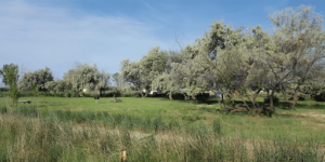 Martin Landing Campground Image